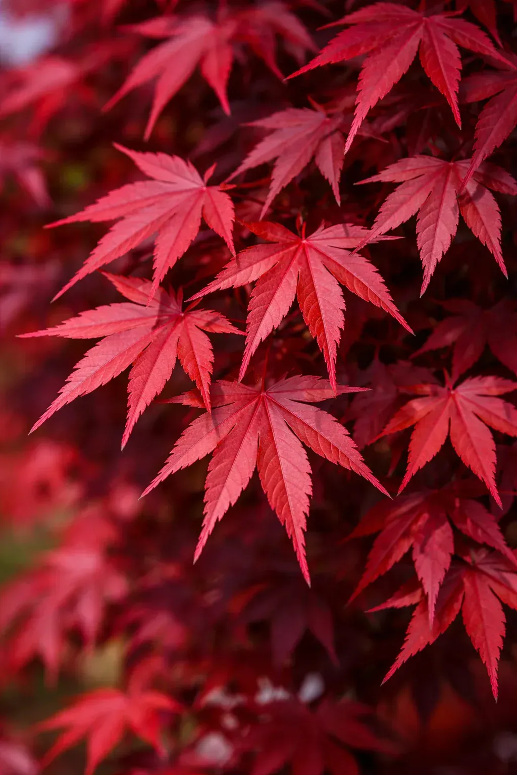 Acer palmatum 'Bloodgood' Red Japanese Maple Tree