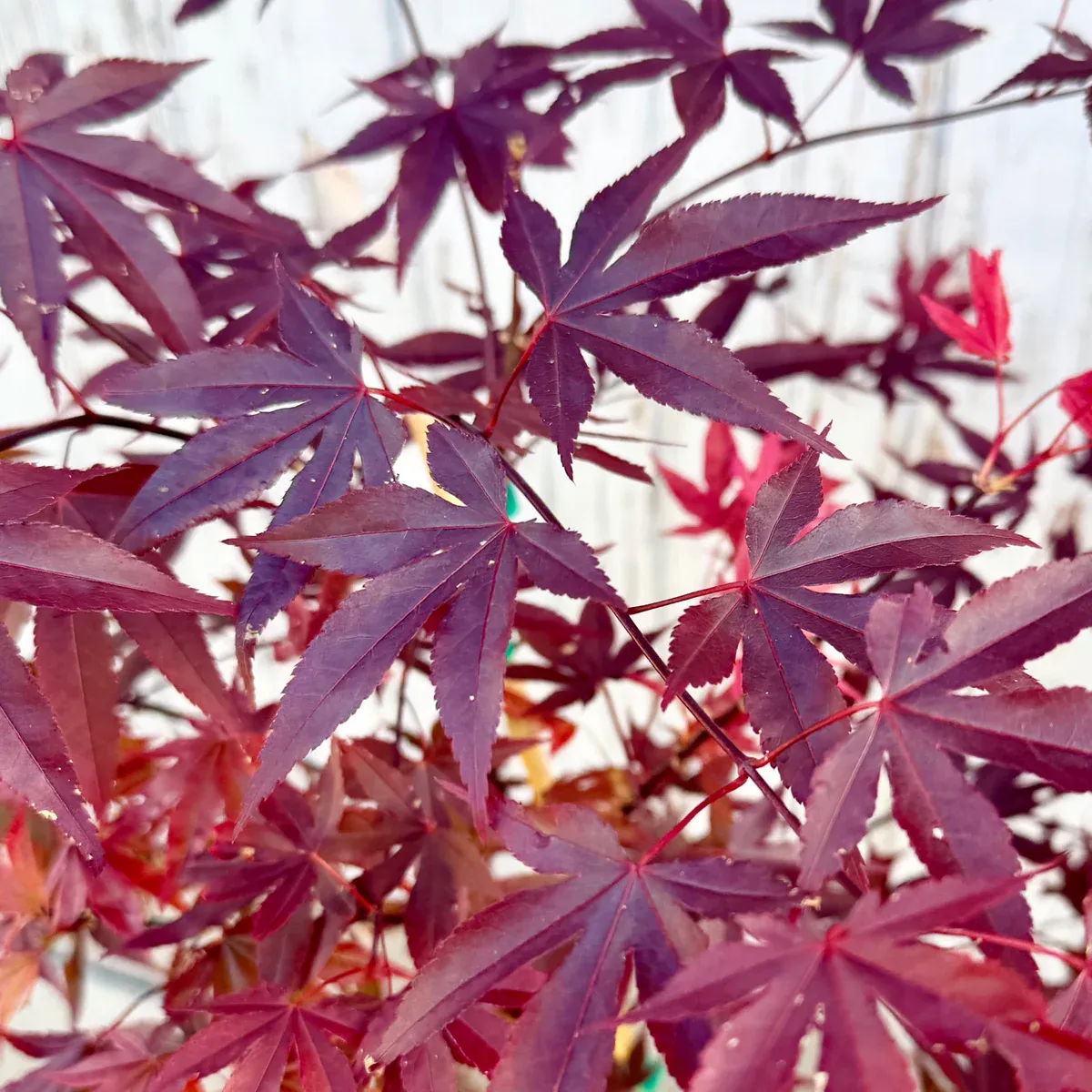 Acer palmatum 'Fireglow' Japanese Maple