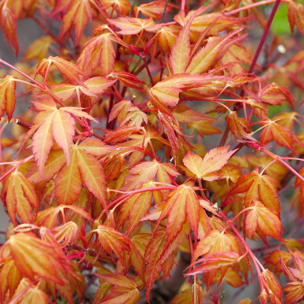 Acer palmatum 'Katsura' Japanese Maple