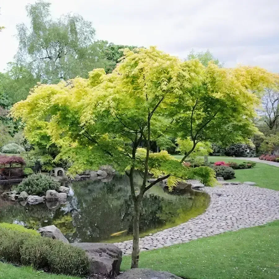 Acer palmatum 'Sango kaku' Coral Bark Japanese Maple