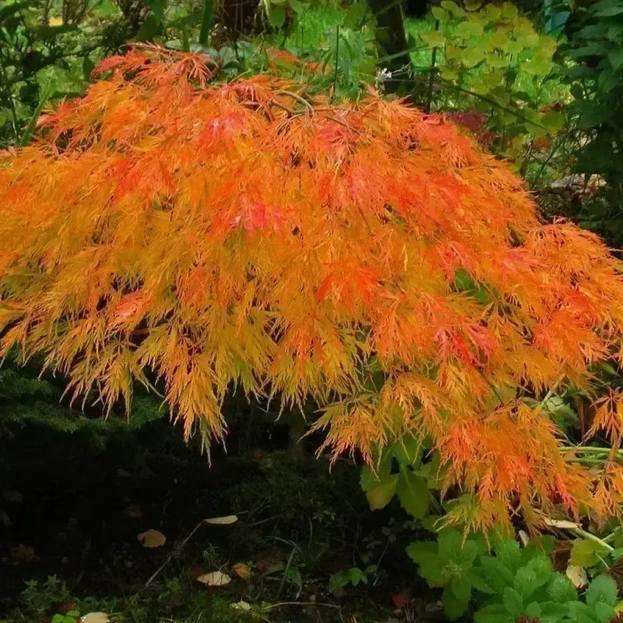 Acer palmatum 'Waterfall' Japanese Maple
