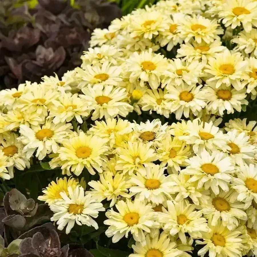 Amazing Daisies 'Banana Cream II'