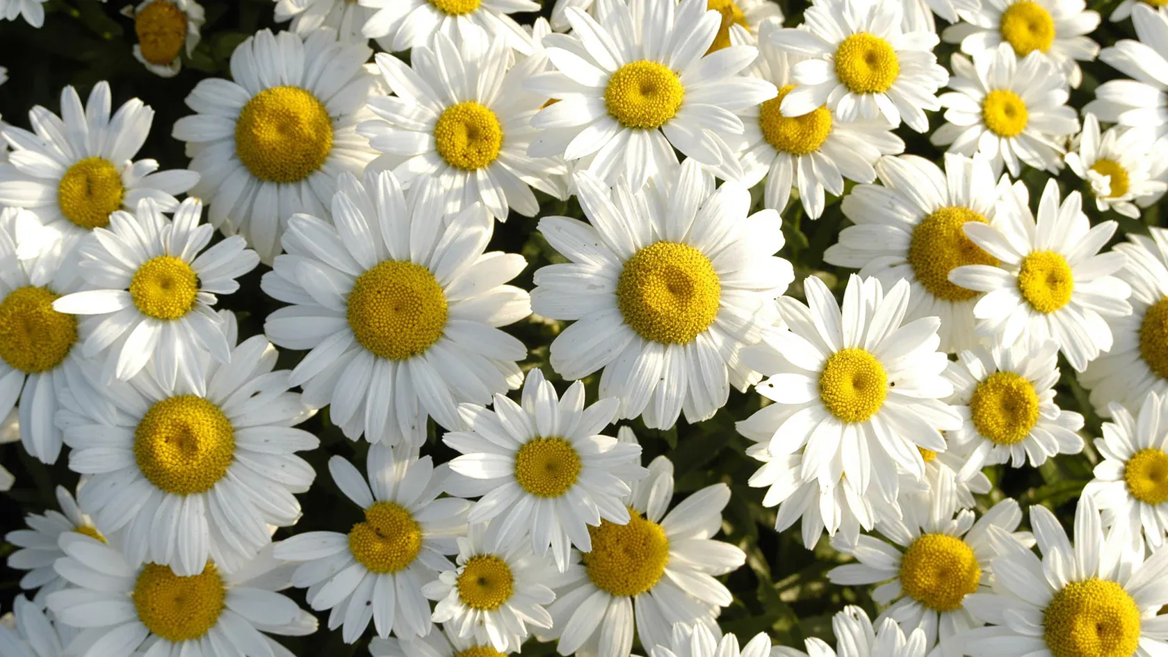 Amazing Daisies 'Spun Silk'