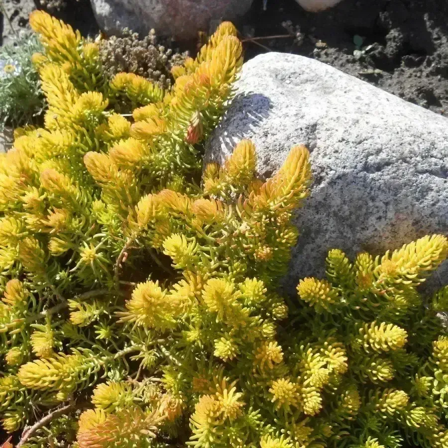 Angelina Stonecrop
