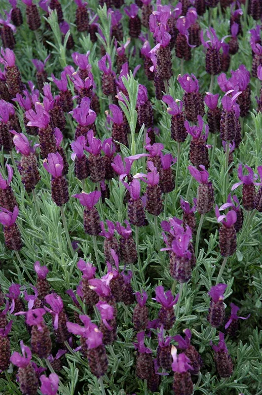 Anouk Spanish Lavender