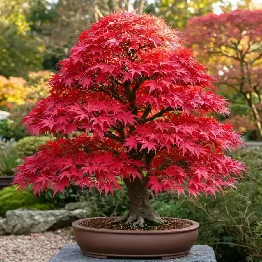 Arce Japones (Acer Palmatum)