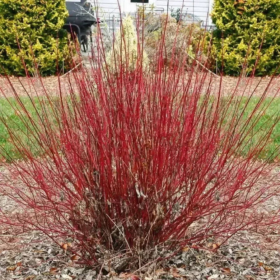 Arctic Fire Red