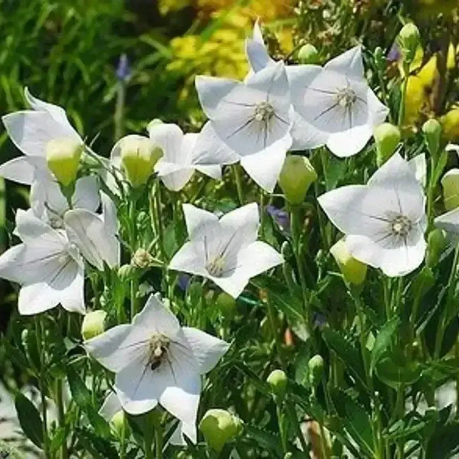 Astra White