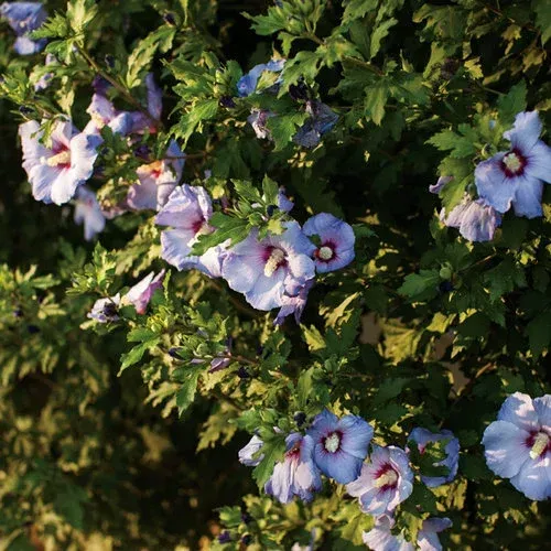 Azurri Blue Satin (Rose of Sharon)