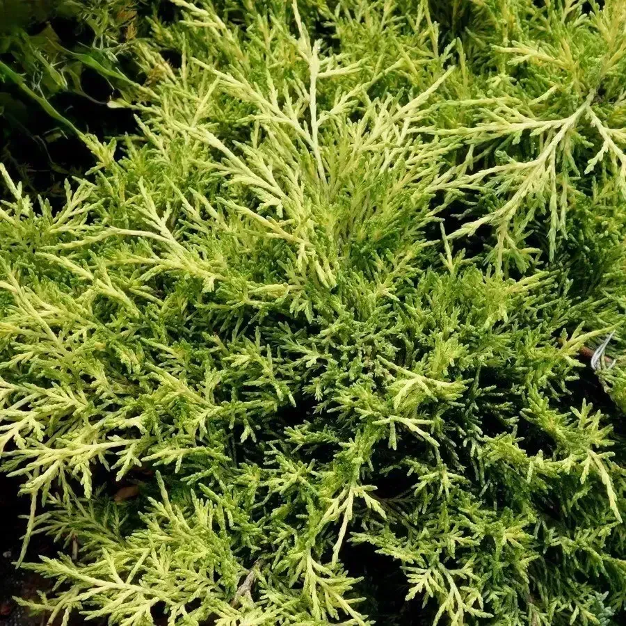 Bar Harbor Juniper