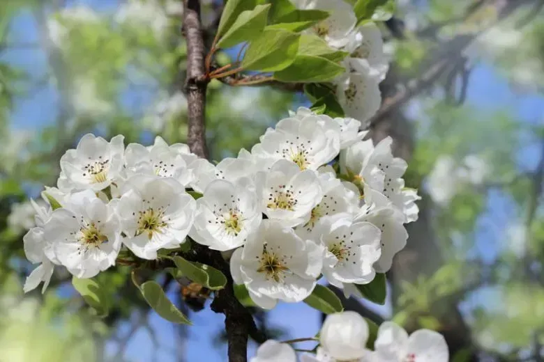 Bartlett Pear