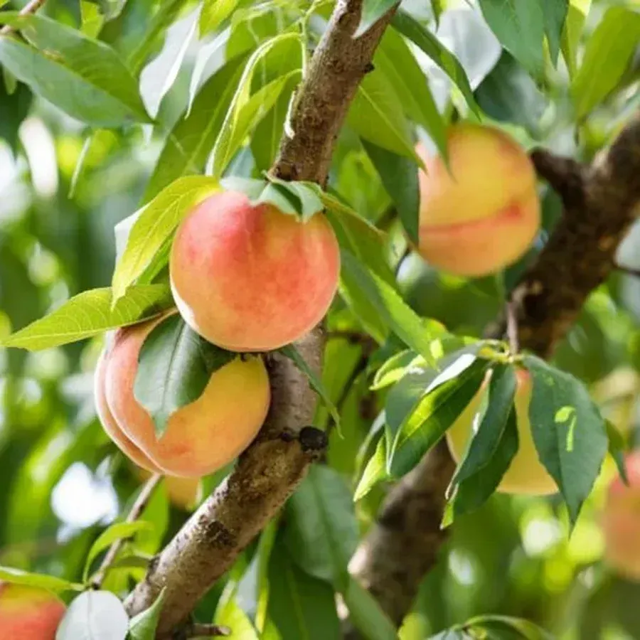 Belle of Georgia Peach