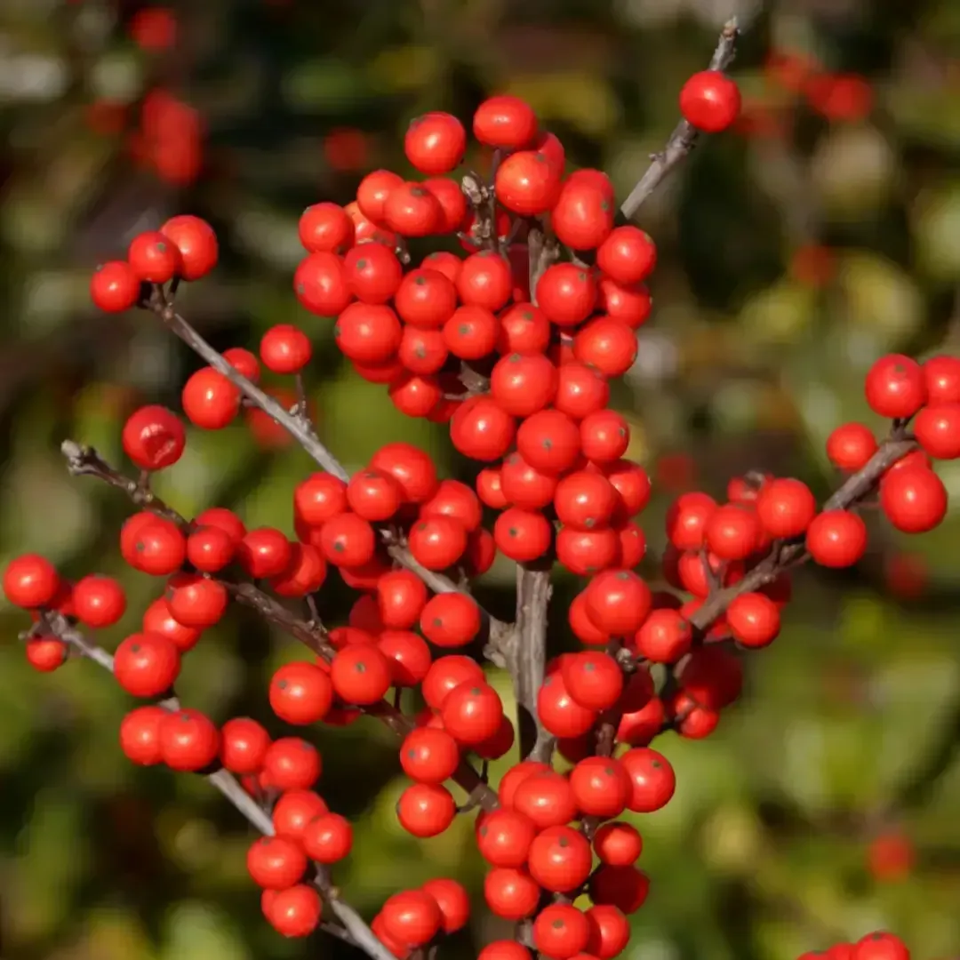 Berry Heavy