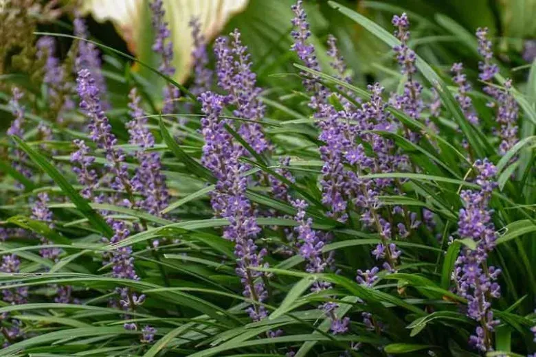 Big Blue Liriope