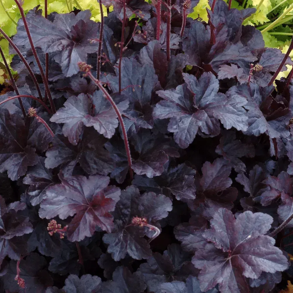 Black Taffeta