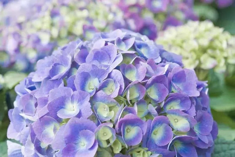 BloomStruck