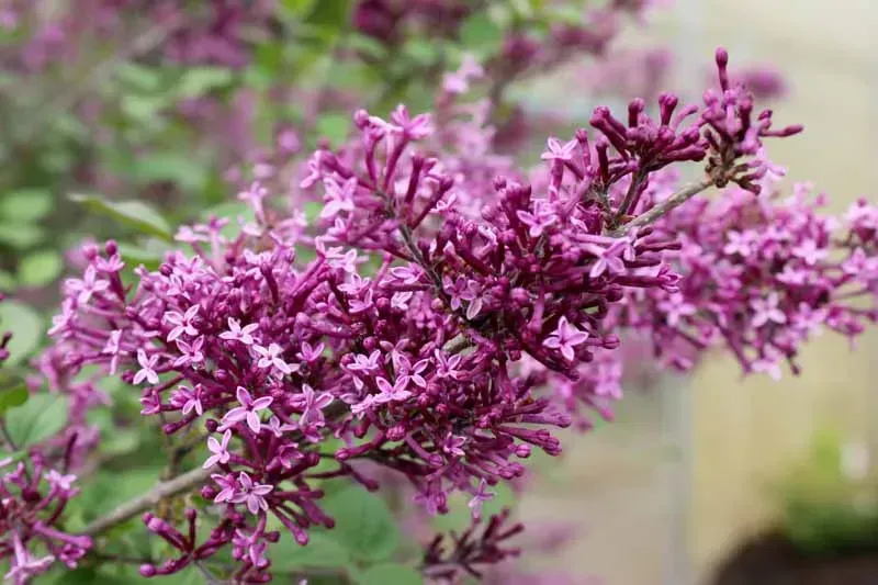 Bloomerang - Dark Purple