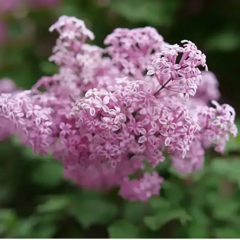 Bloomerang Purpink