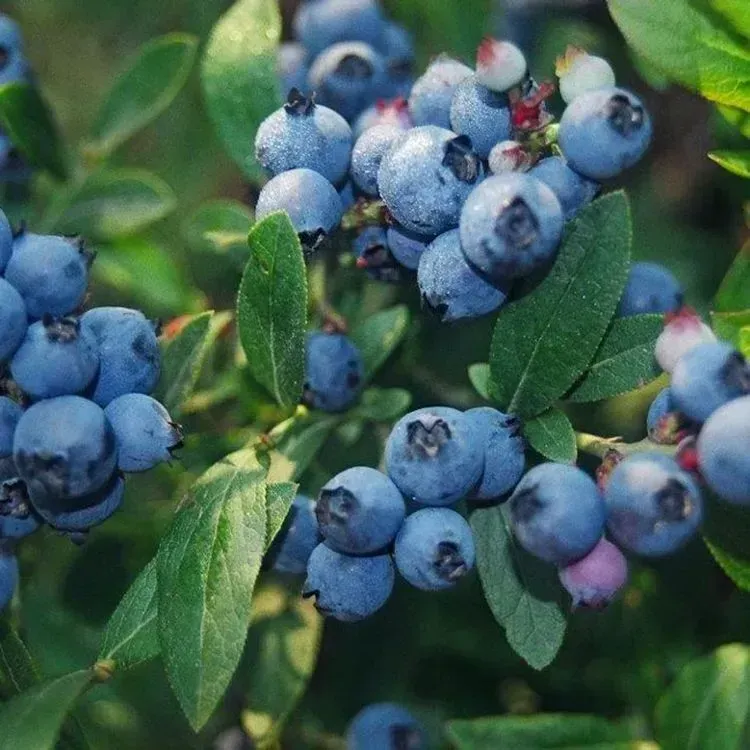 Blueberry (Highbush Hybrid) Northblue