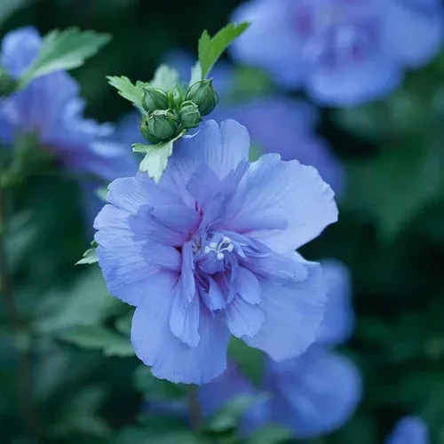Blue Chiffon (Rose of Sharon)
