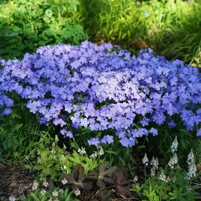 Blue Moon Woodland
