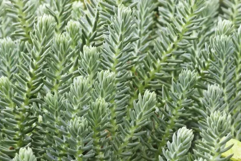 Blue Spruce Dedum