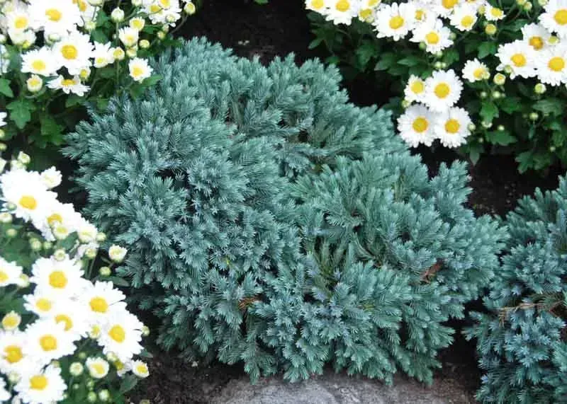 Blue Star Juniper Standard