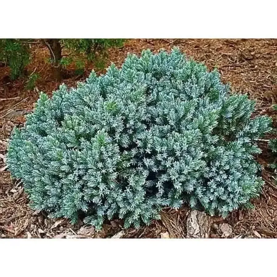 Blue Star Juniper