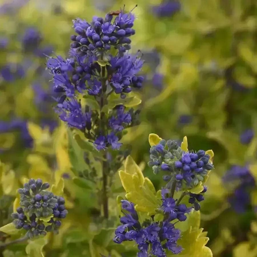 Bluebeard 'Gold Crest'