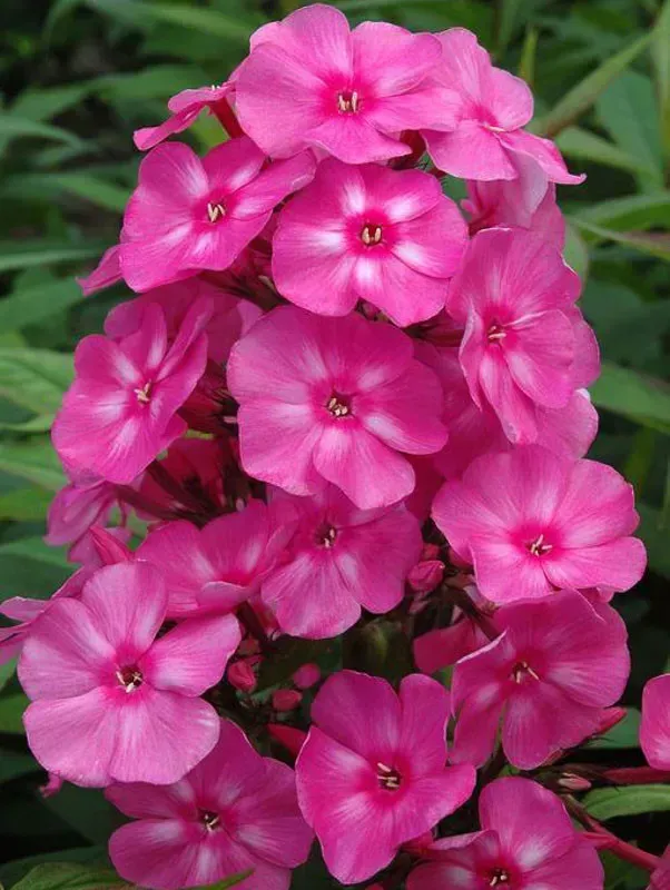 Bubblegum Pink