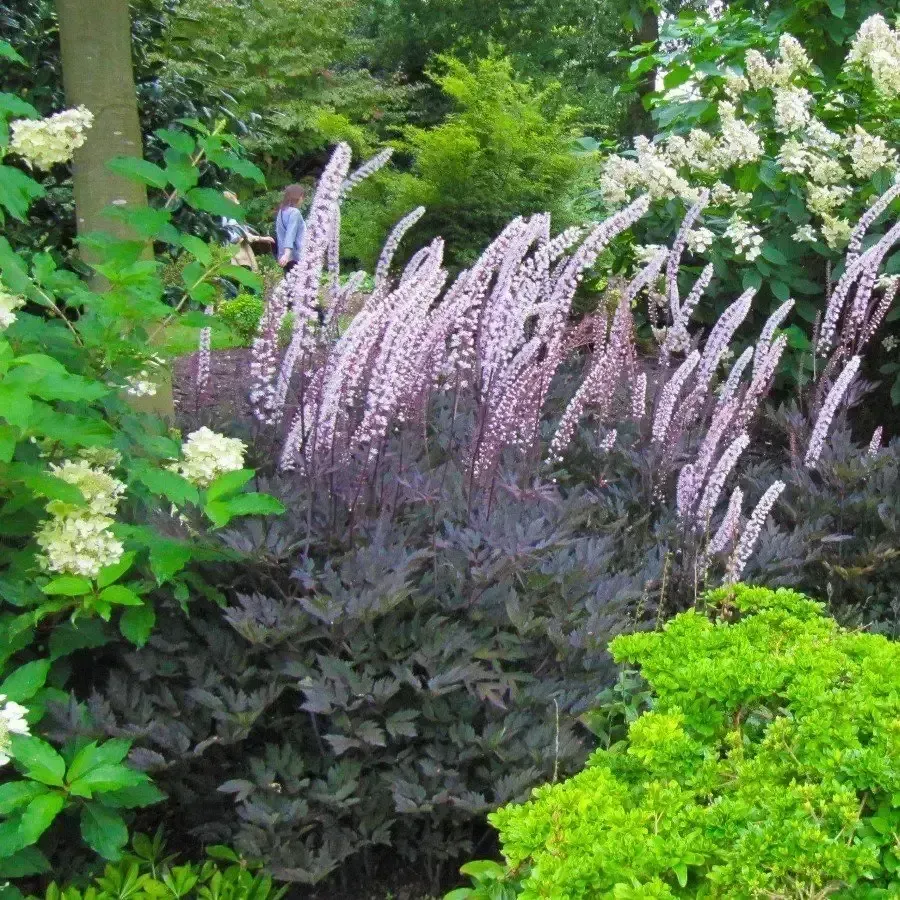 Bugbane "pink Spike'