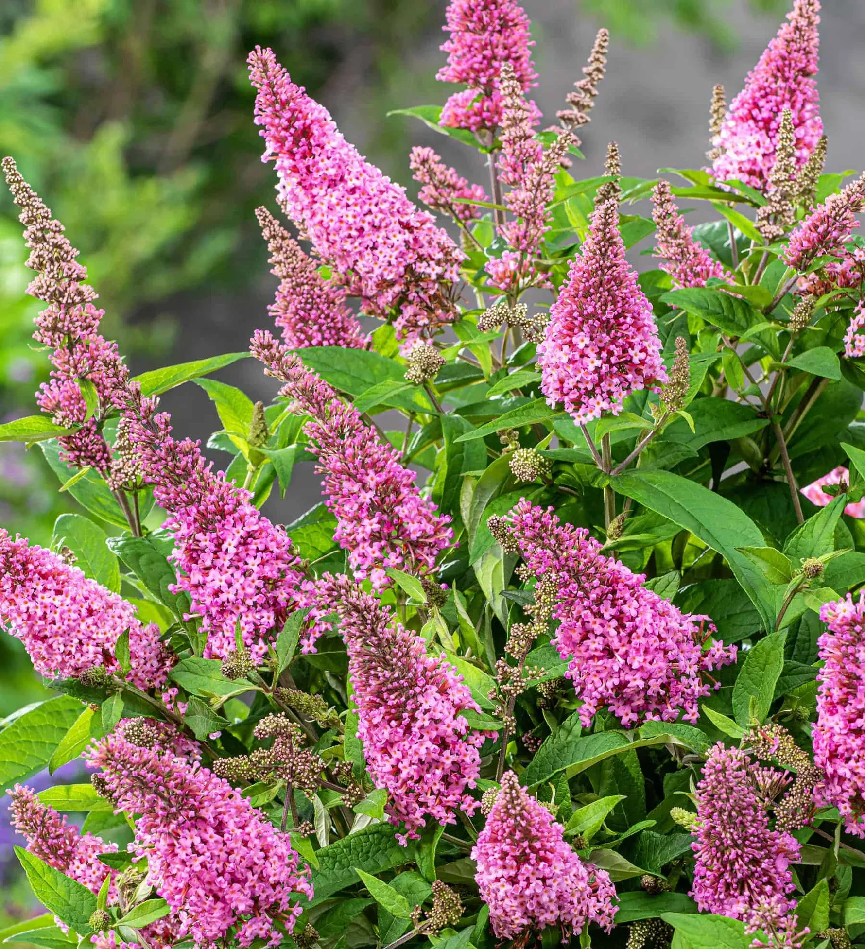 Butterfly Candy Li'l Taffy Butterfly Bush