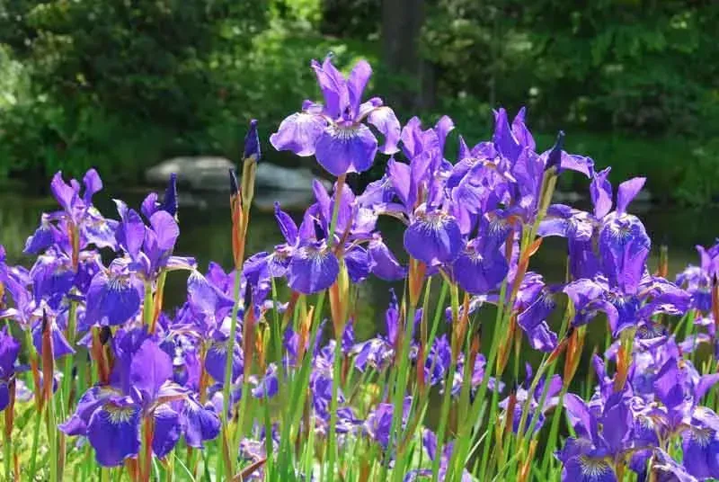 Caesar's Brother Siberian Iris