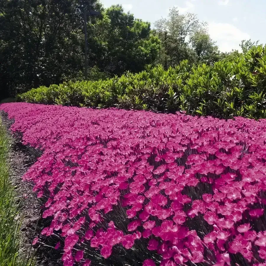 Carnation Kahori