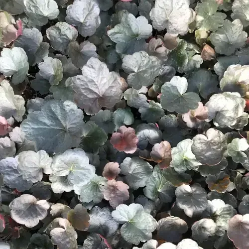 Carnival Black Olive
