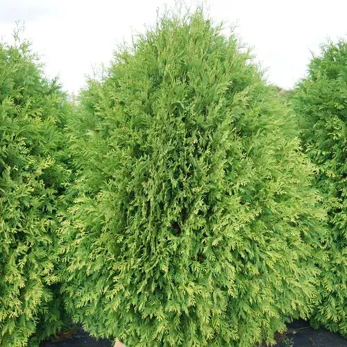 Cheer Drops Arborvitae