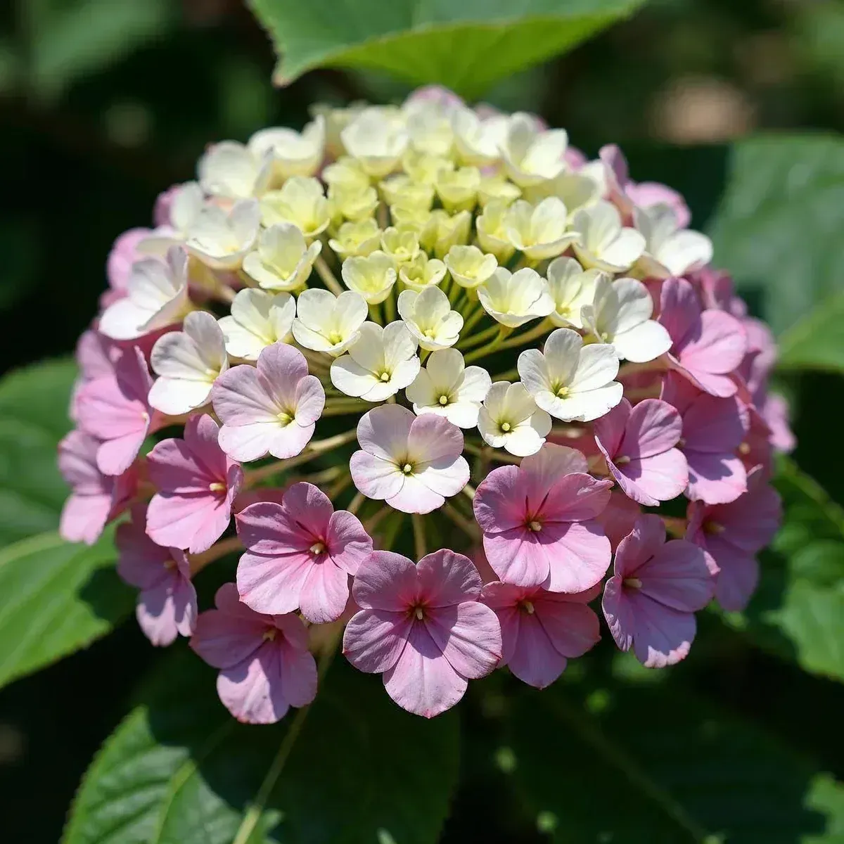 Cherry Explosion Bigleaf