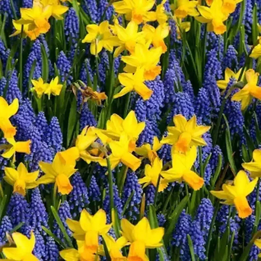 Chionodoxa & Daffodil