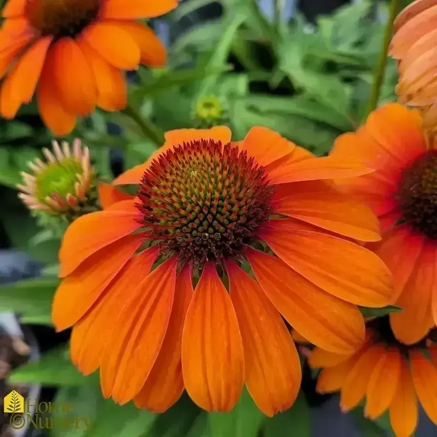 Color Coded 'Orange You Awesome'