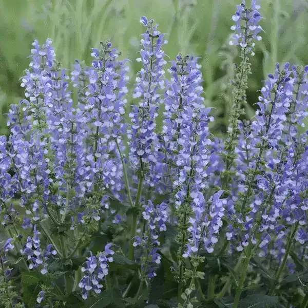 Color Spires Azure Snow