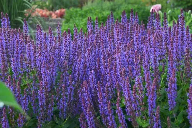 Color Spires 'Indiglo Girl'