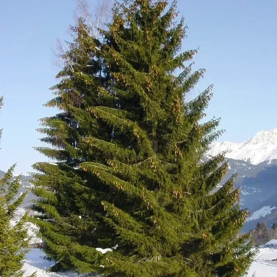 Colorado Spruce