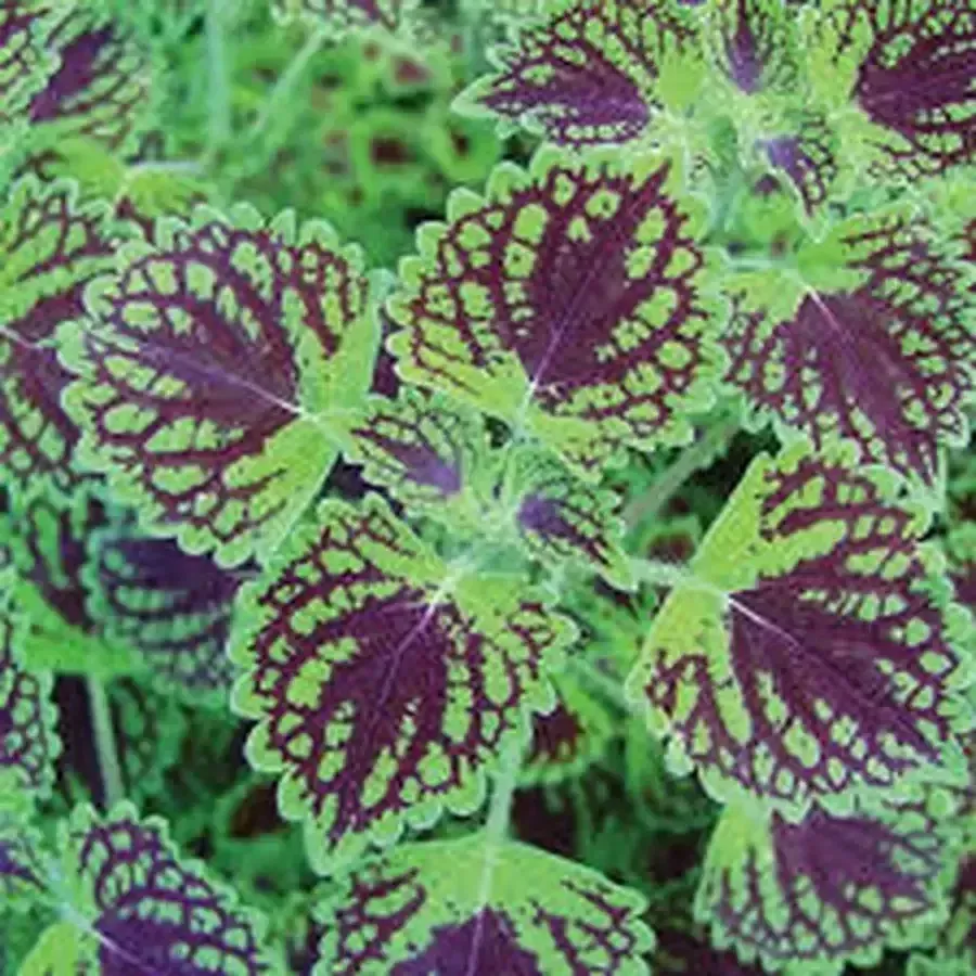 Colorblaze "Chocolate Drop"