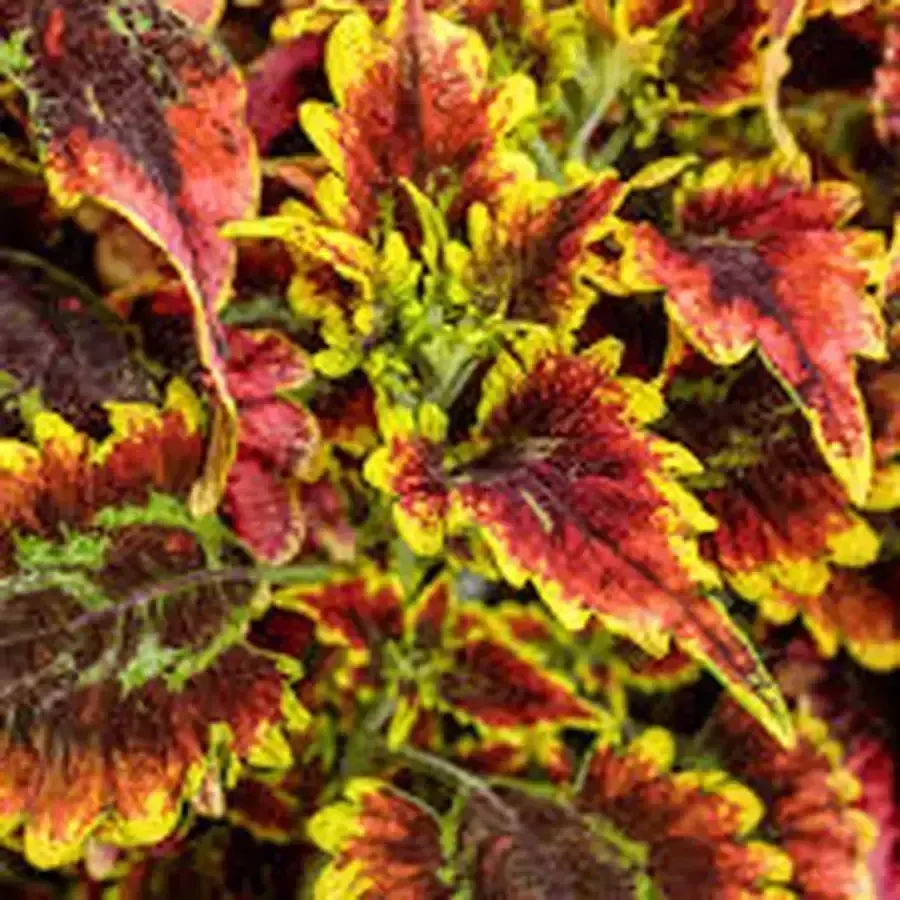 Colorblaze "El Brighto"