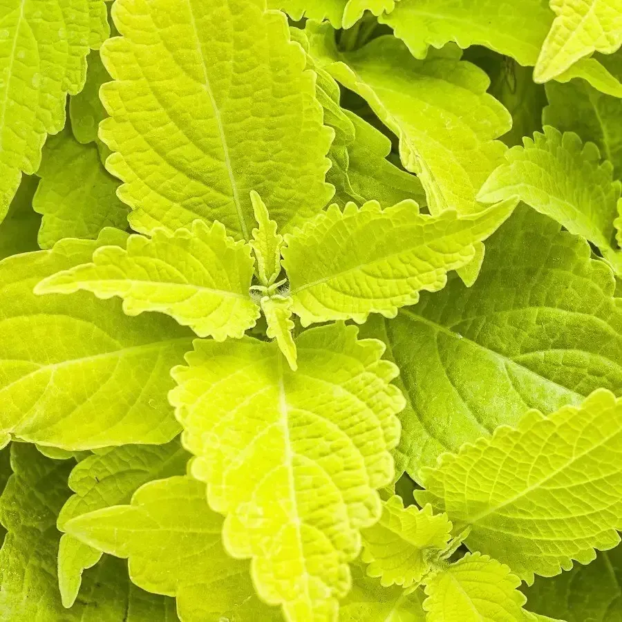 Colorblaze "Lime Time"