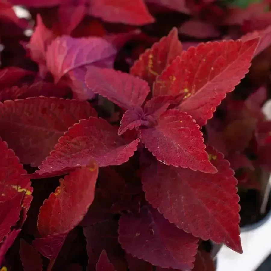 Colorblaze 'Ridiculous'