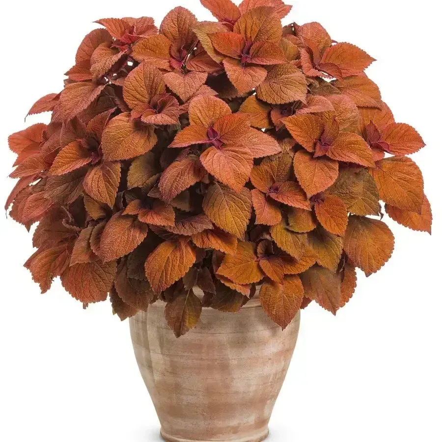 Colorblaze  "Sedona Sunset"