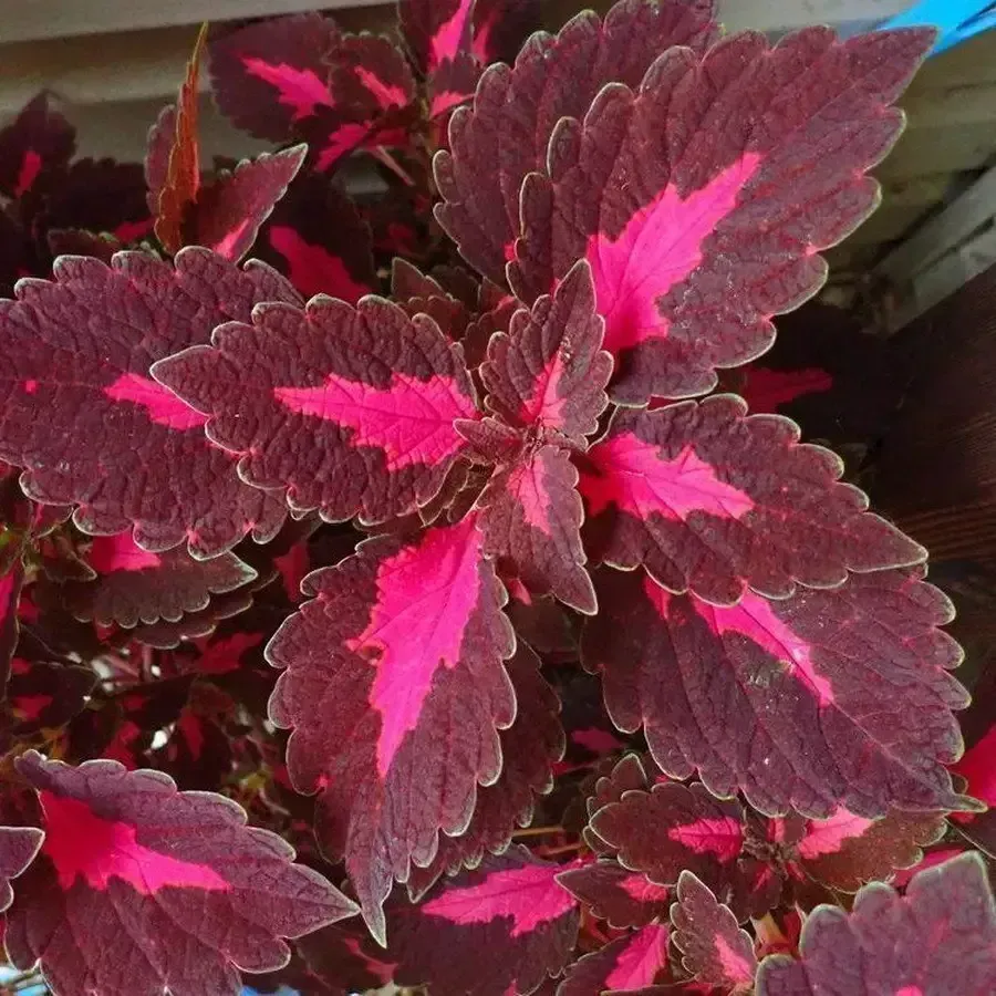 Colorblaze "Velveteen"