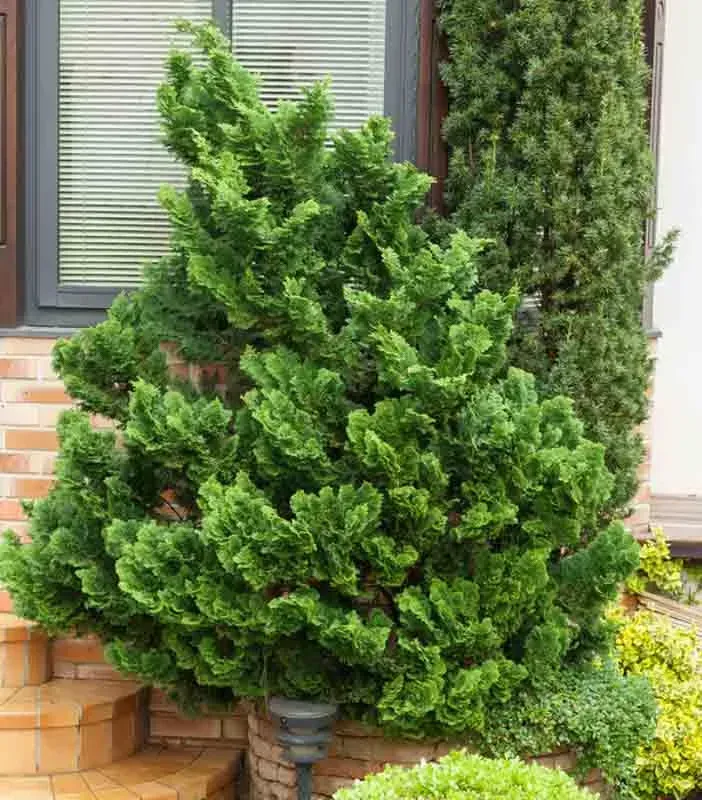 Compact Hinoki Cypress