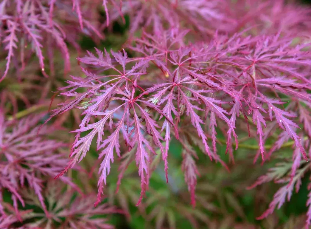 Crimson Queen Japanese Maple